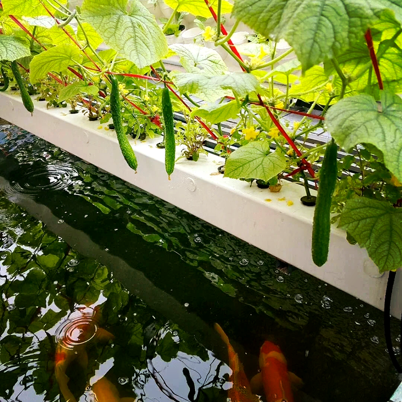 通辽市水培设备鱼菜共生 - 一站式服务